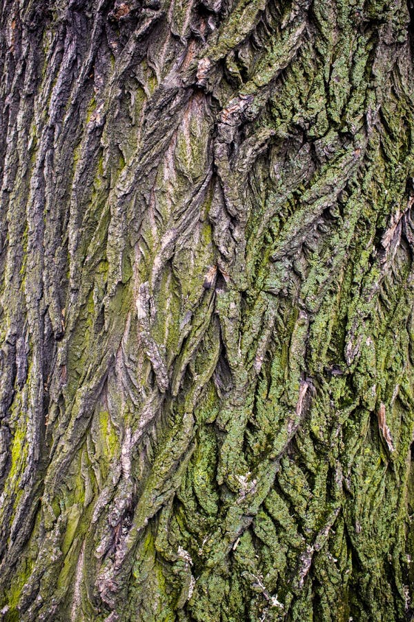 Struttura della corteccia di marrone dell'albero con muschio verde