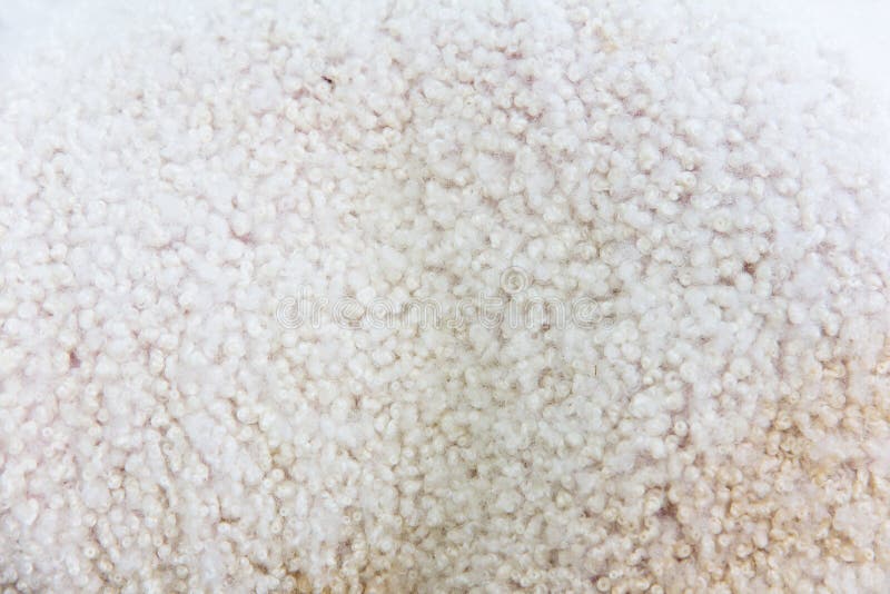 CINTURA RENALE RAPTURE DRYTEL PRO BACK FIGHTING BELT,SPEDIZIONI GRATUITE