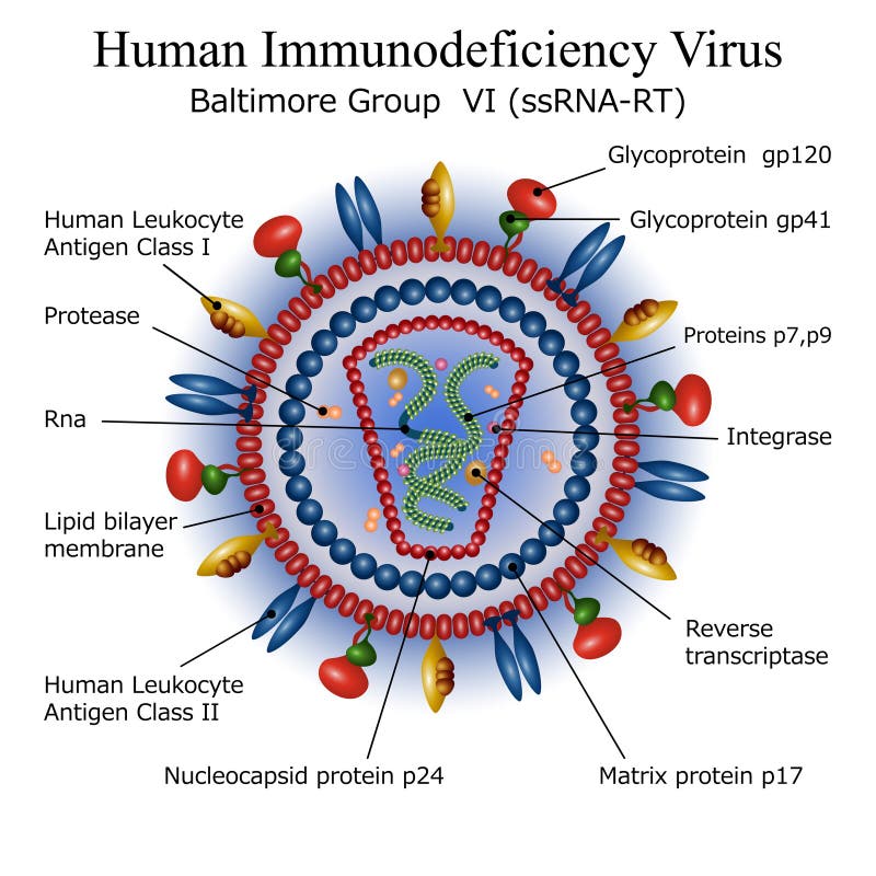 Struttura della particella del virus di HIV royalty illustrazione gratis Struttura della particella del virus di HIV royalty illustrazione gratis