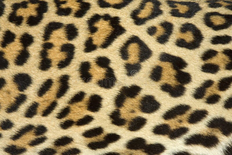 Struttura della pelliccia del leopardo (reale)
