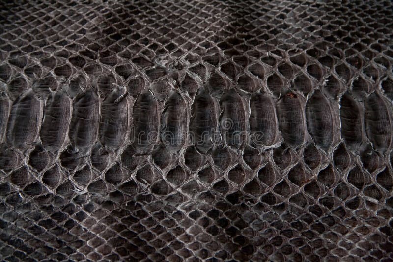 Struttura di cuoio, cobra nera fotografie stock libere da diritti Struttura di cuoio, cobra nera fotografie stock libere da diritti