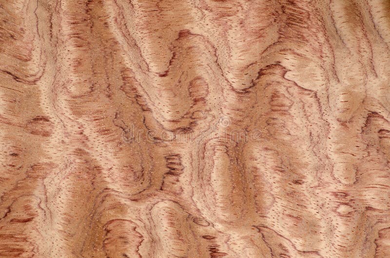 Struttura di legno del grano, fondo esotico dell'impiallacciatura immagine stock Struttura di legno del grano, fondo esotico dell'impiallacciatura immagine stock