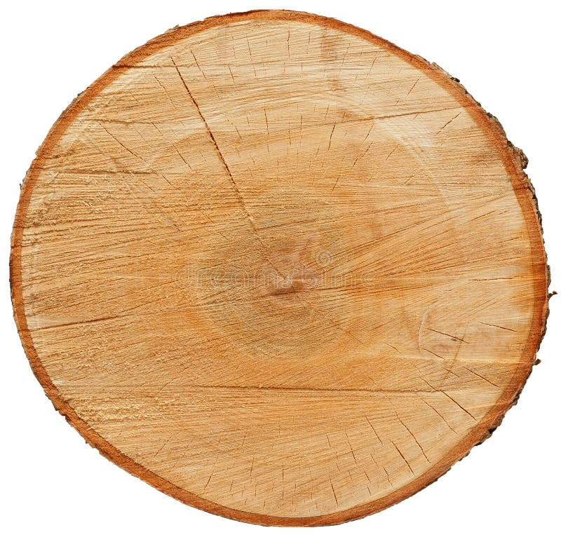 1 pezzo matches21 tronco di betulla taglio dritto dimensioni: 30 cm misura a scelta tronco in legno naturale 