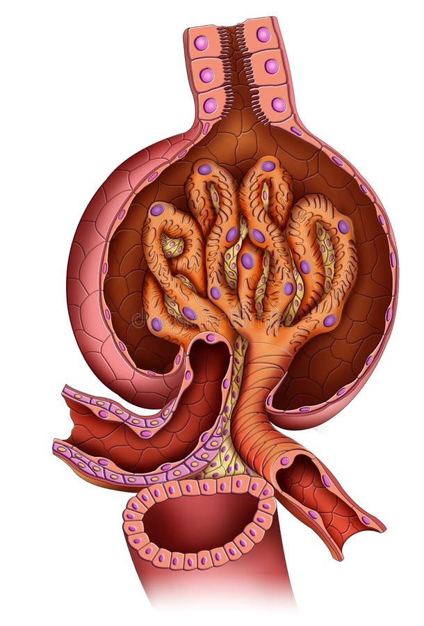 Schematic illustration of a significant portion of the kidney nephron. Schematic illustration of a significant portion of the kidney nephron