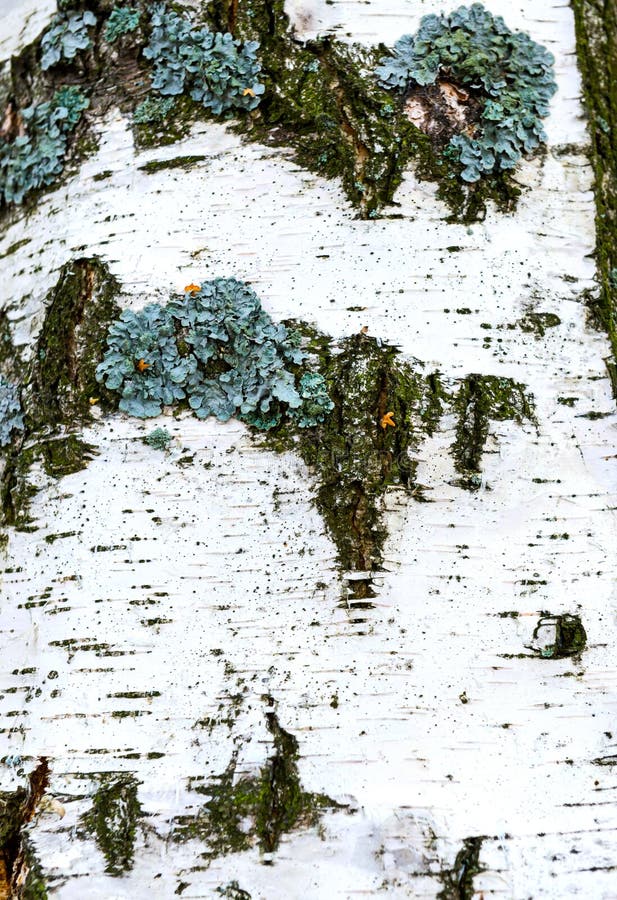 Struttura di un primo piano reale della corteccia di betulla nella primavera fotografia stock libera da diritti Struttura di un primo piano reale della corteccia di betulla nella primavera fotografia stock libera da diritti