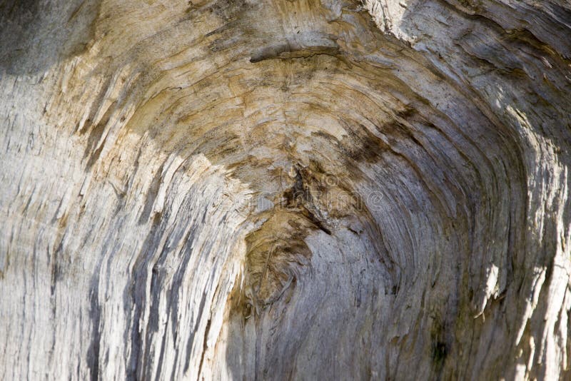 Struttura di un tronco vecchio di olivo immagine stock libera da diritti Struttura di un tronco vecchio di olivo immagine stock libera da diritti
