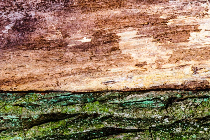 Struttura, fondo Corteccia dell'albero Vecchi pioppo, all'aperto, sopra legno, il pezzo di tronchi, i gambi e le radici delle pia immagine stock Struttura, fondo Corteccia dell'albero Vecchi pioppo, all'aperto, sopra legno, il pezzo di tronchi, i gambi e le radici delle pia immagine stock