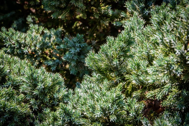 Struttura originale degli aghi di Meyeri della squamata del juniperus Blu con fondo verde degli aghi bassi Macro aghi nel sunligh immagine stock Struttura originale degli aghi di Meyeri della squamata del juniperus Blu con fondo verde degli aghi bassi Macro aghi nel sunligh immagine stock