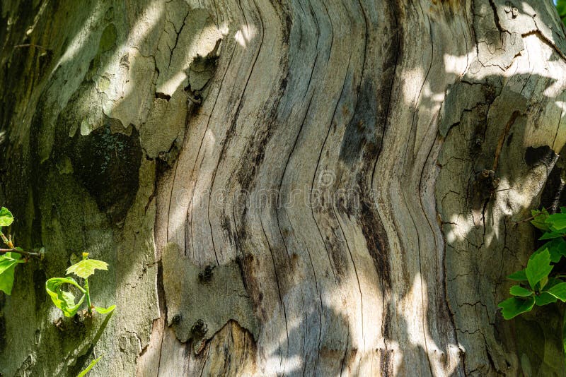 Struttura piacevole del platanus occidentalis dell'albero del sicomoro americano, corteccia dell'Aereo-albero con le ombre solegg immagini stock libere da diritti Struttura piacevole del platanus occidentalis dell'albero del sicomoro americano, corteccia dell'Aereo-albero con le ombre solegg immagini stock libere da diritti