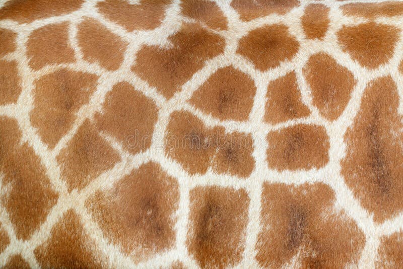 Struttura realistica della giraffa per fondo