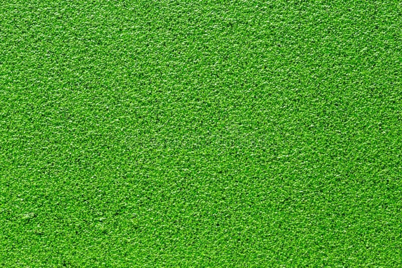 Struttura verde della lemma fotografia stock libera da diritti