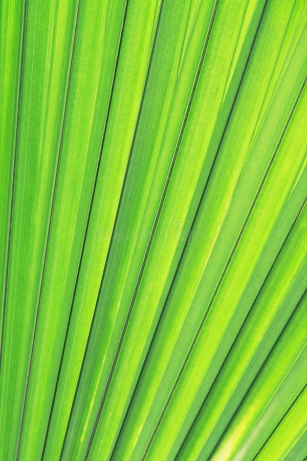 Struttura verde della palma immagine stock libera da diritti Struttura verde della palma immagine stock libera da diritti