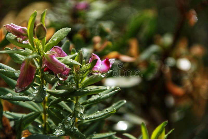Struttura verde delle gocce di pioggia sulla pianta con i fiori rosa di estate