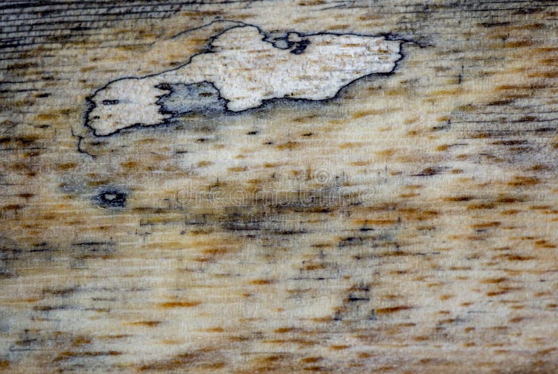 Strutture ed ambiti di provenienza di legno differenti IV fotografie stock libere da diritti Strutture ed ambiti di provenienza di legno differenti IV fotografie stock libere da diritti