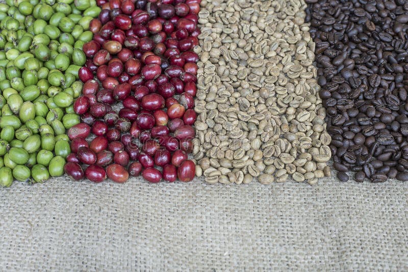 Strutturi il fondo fatto dalle bacche di caffè e dai chicchi di caffè immagini stock Strutturi il fondo fatto dalle bacche di caffè e dai chicchi di caffè immagini stock