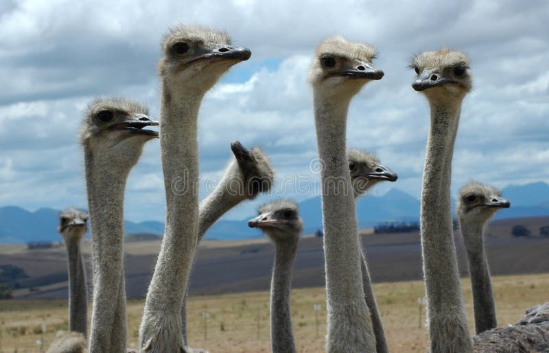 Comical enquiring looks from ostrich birds on South African farm. Comical enquiring looks from ostrich birds on South African farm