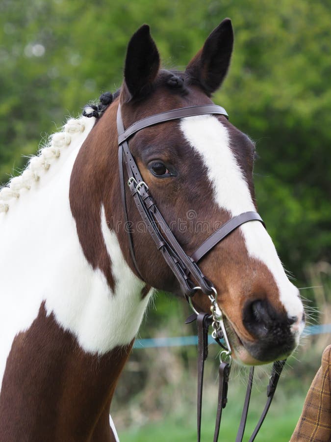 A head shot of a skewbald plaited horse in a double bridle. A head shot of a skewbald plaited horse in a double bridle