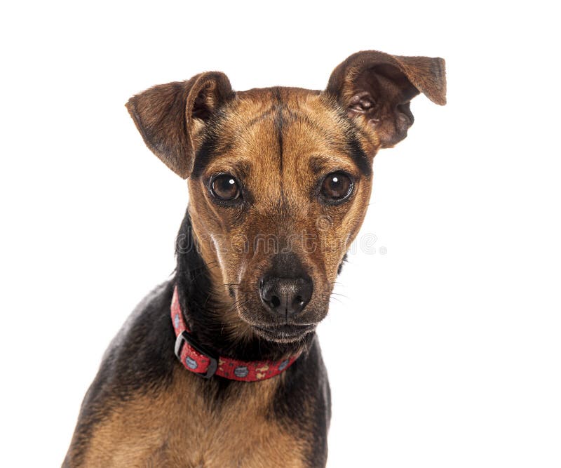 Strzał głowy słodkiego, brązowego i czarnego psa Miniature Pinscher z czerwonym kołnierzem patrzącego na kamerę na białym tle obrazy stock