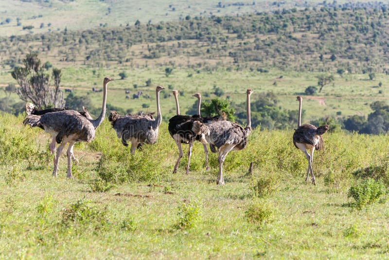 Sträuße, die auf Savanne in Afrika gehen safari stockbilder Sträuße, die auf Savanne in Afrika gehen safari stockbilder