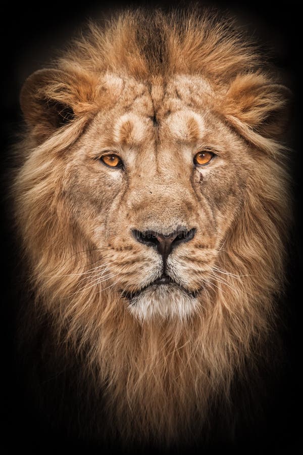 Strålning och förtroende Lion är en stor rovgig stark och vacker katt med ett fantastiskt hårstrå isolerad svart arkivbild