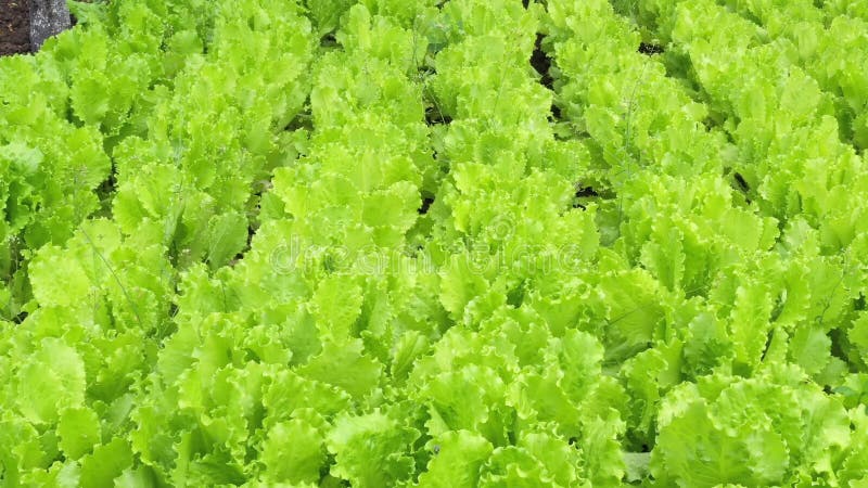Strålningskärtningar av sallat Jordbruk Plantering Salad