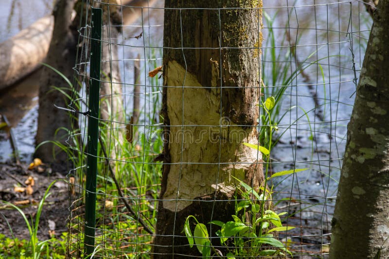 Strålskydd från den nordamerikanska bäver-Castor canadensis som använder skarpa tänder för att hugga ner det arkivfoton Strålskydd från den nordamerikanska bäver-Castor canadensis som använder skarpa tänder för att hugga ner det arkivfoton