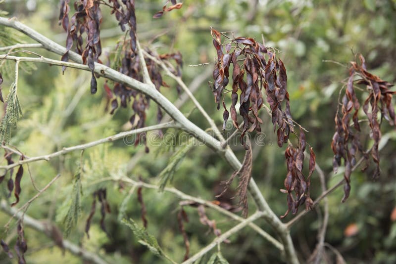 Seed pods of silver wattle, blue wattle or mimosa, Acacia dealbata. Aquitania, Boyaca, Colombia. Seed pods of silver wattle, blue wattle or mimosa, Acacia dealbata. Aquitania, Boyaca, Colombia