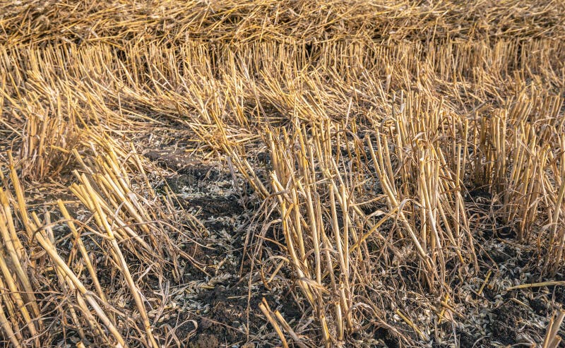 Stubble and Chaff after Wheat Harvesting Stock Photo - Image of corn