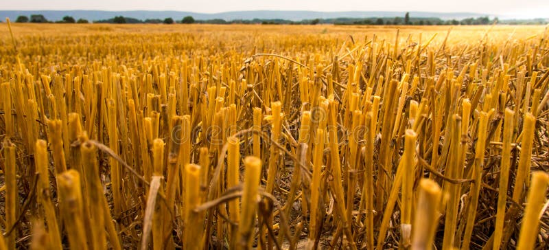 Stubble field