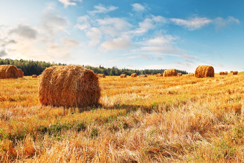 Stubble field with hay bales stock photos Stubble field with hay bales stock photos