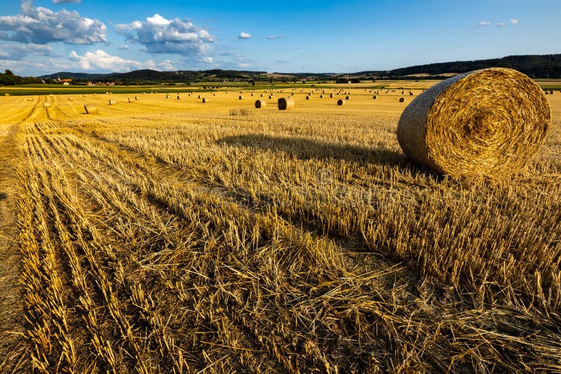 Straw Stubble Crop Harvest stock photo. Image of autumn 4268982