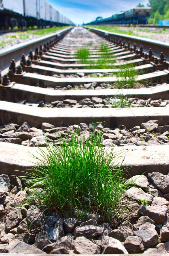 Stubborn Grass Weed On Field Stock Photo 2272647941