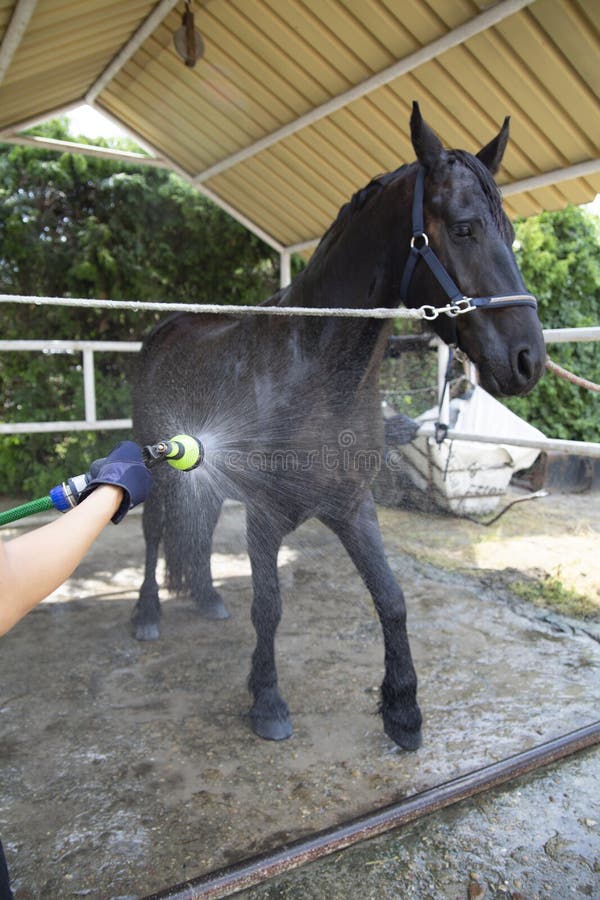 Horse bath. A woman cleans a horse stock photos