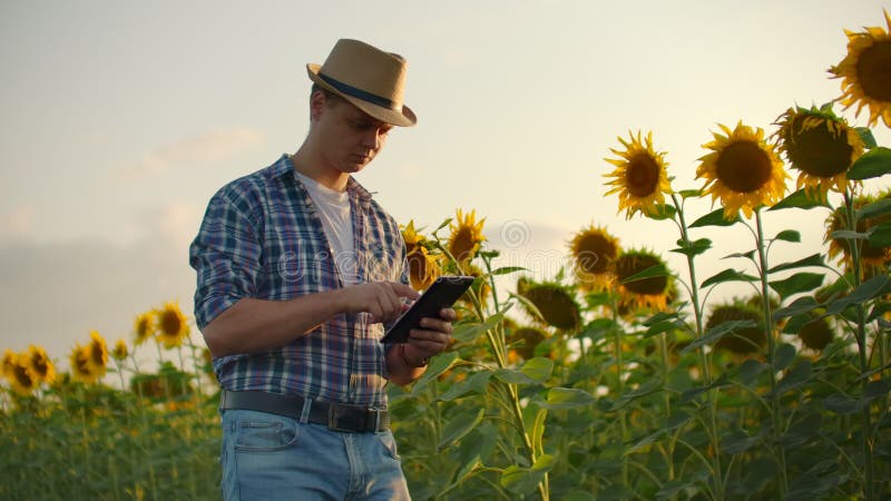 The young student with a tablet on a sunflower field at sunset in nature