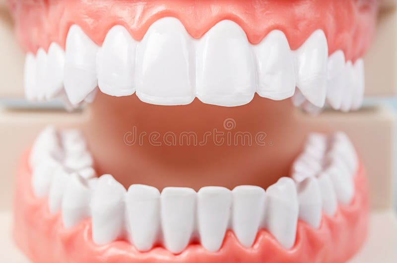 Studente dentario di odontoiatria del dente che impara insegnamento immagine stock libera da diritti Studente dentario di odontoiatria del dente che impara insegnamento immagine stock libera da diritti