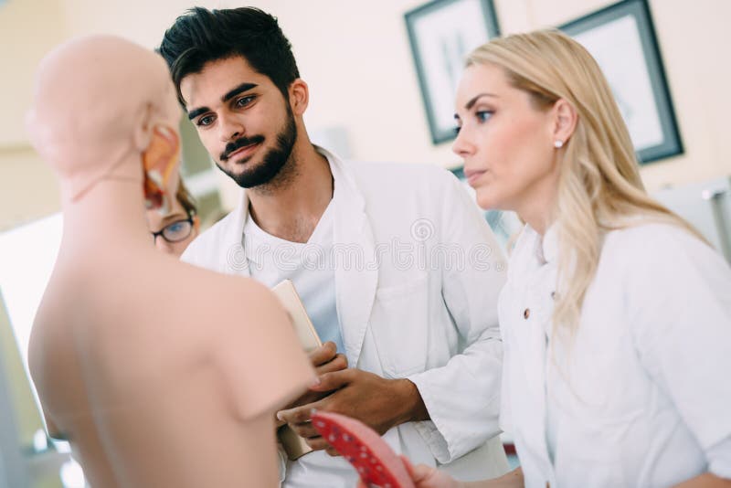Students of Medicine Examining Anatomical Model in Classroom Stock