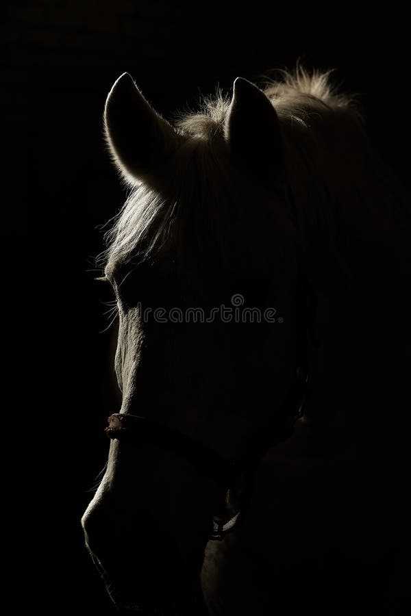 Studio Contour Backlight Shot of White Horse on Isolated Black Background  Stock Image - Image of trotter, gelding: 116288011
