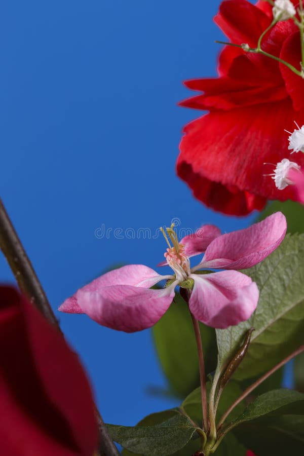 Crab Apple Flower in a Bouquet. Stock Image Image of growth, botany 124304737
