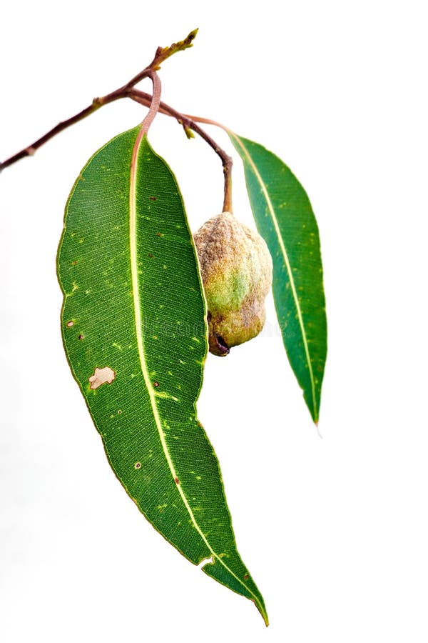Gum Leaves stock image. Image of hard, nature, objects 98348325