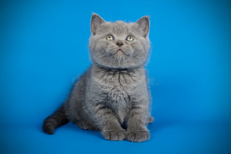 Scottish Straight Shorthair Kitten On Colored Backgrounds Stock Photo 