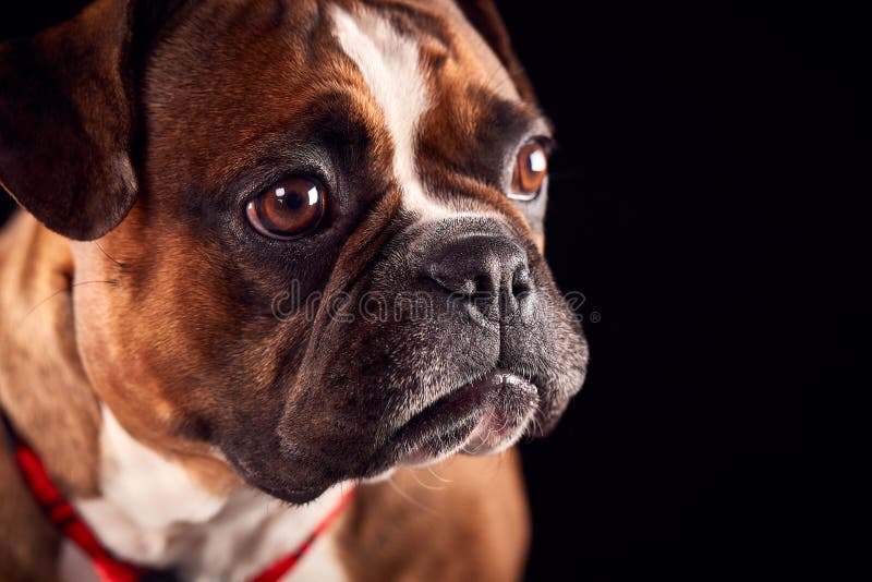 Studio Portrait Of Bulldog Puppy Wearing Tie Against Black Background stock photography Studio Portrait Of Bulldog Puppy Wearing Tie Against Black Background stock photography