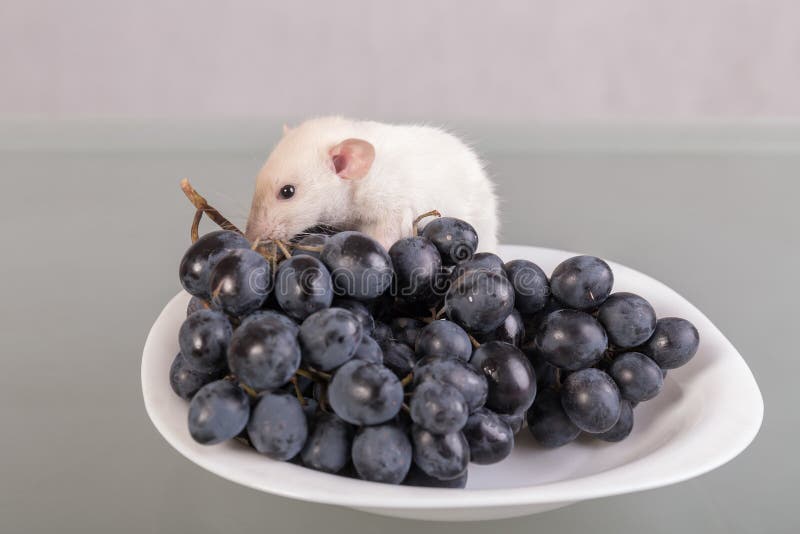 Можно ли крысам мандарины. Крыса и виноград. Виноградная крыса. Черника крысам. Крыса и ягоды.