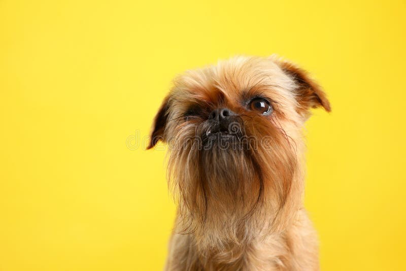 Studio Portrait of Funny Brussels Griffon Dog Stock Image - Image of ...