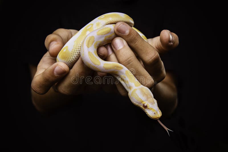 Studio-Porträt einer Kugelpython-Schlange. Kugel Python Schlange von Kindern Hände gehalten