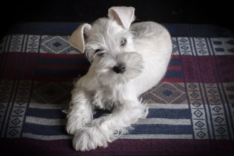 Studio-porträtt av en söt liten valvhund som lutar huvudet royaltyfri fotografi