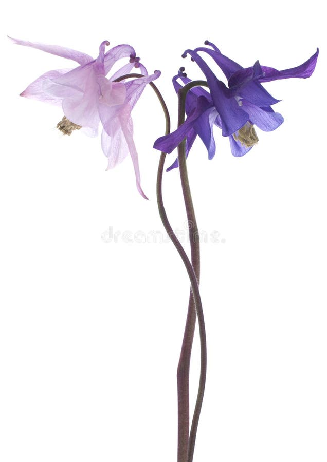 Columbine lizenzfreie stockfotos