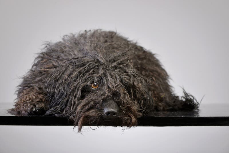 Studio shot of an adorable Puli lying on grey background. Puli stock images, royalty-free photos and pictures
