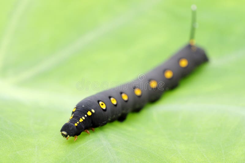 Big Black Caterpillar On A Leaf Stock Image Image of black, hawkmoth