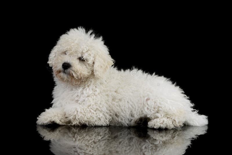 Studio shot of a cute Puli puppy. Lying and seems sleepy. Puli stock images, royalty-free photos and pictures