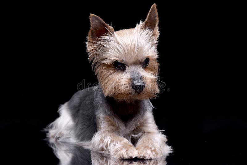 Studio shot of a cute Yorkshire Terrier stock photo